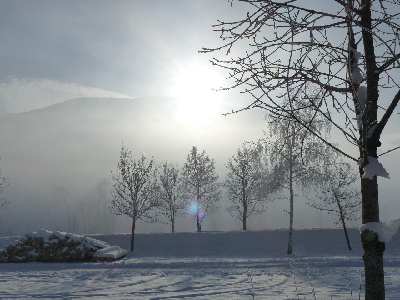 trees winter back light free photo