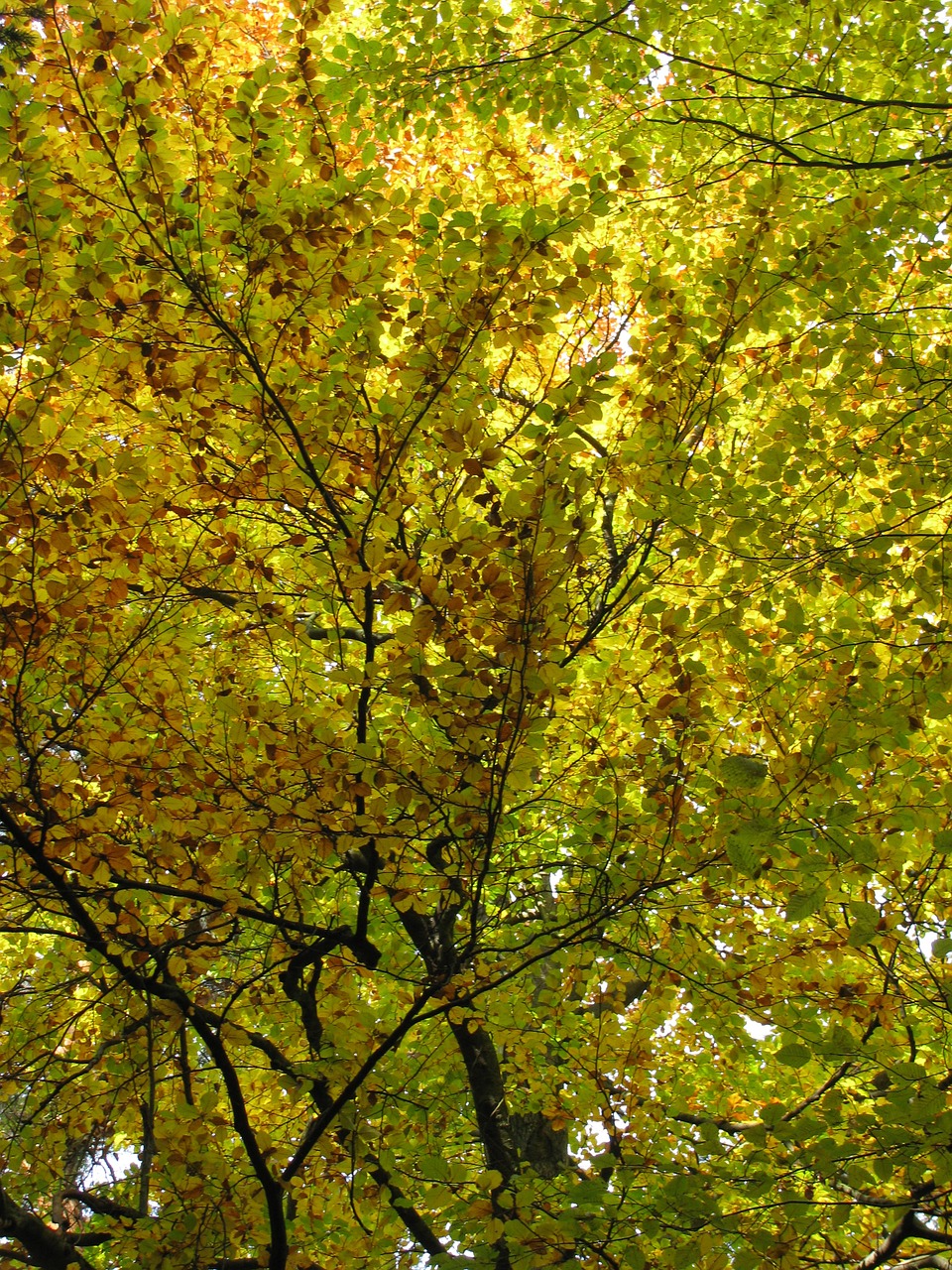 trees leaves nature free photo