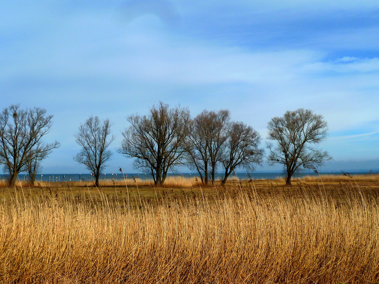 trees grass countryside free photo