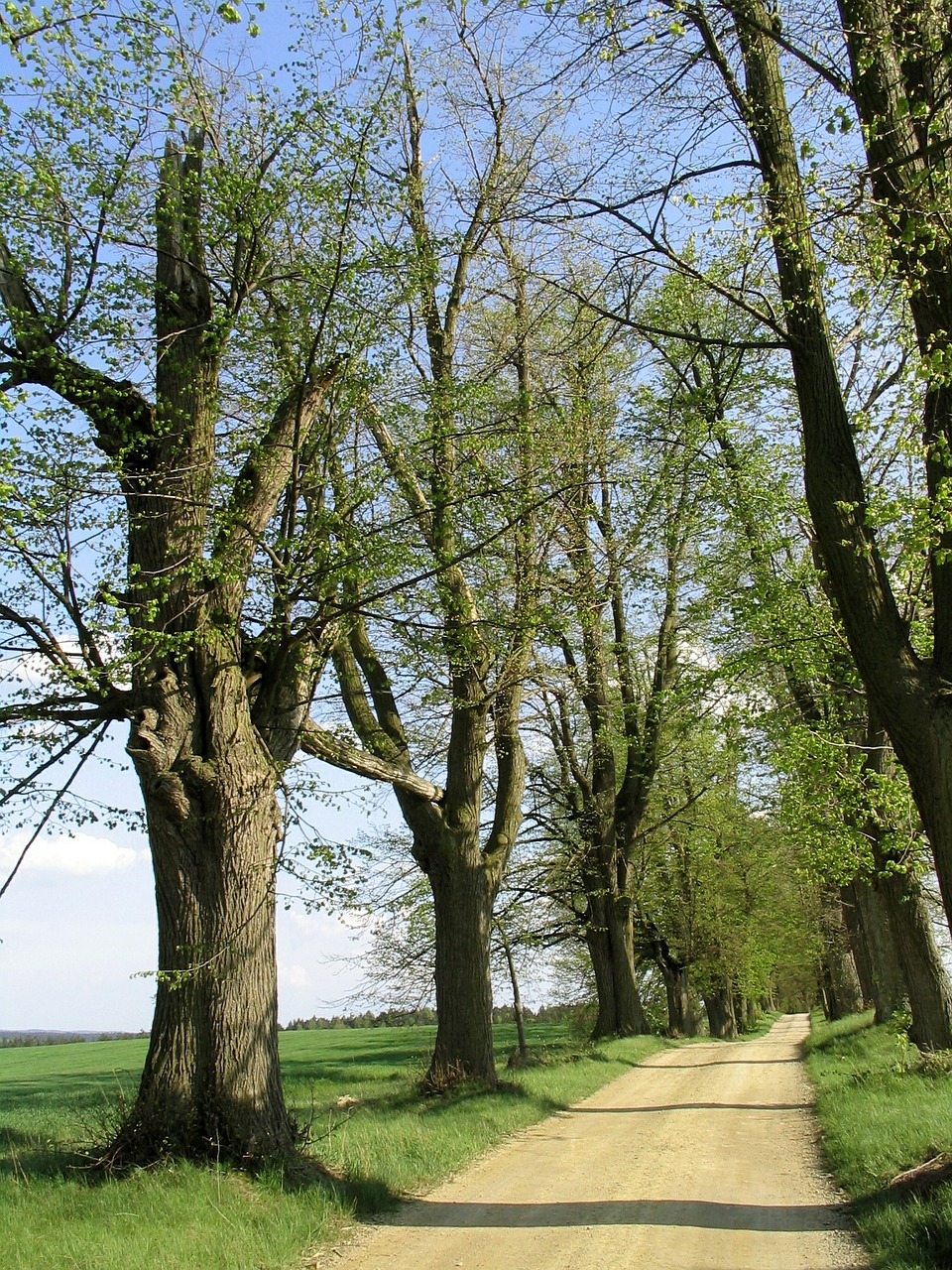 trees avenue away free photo