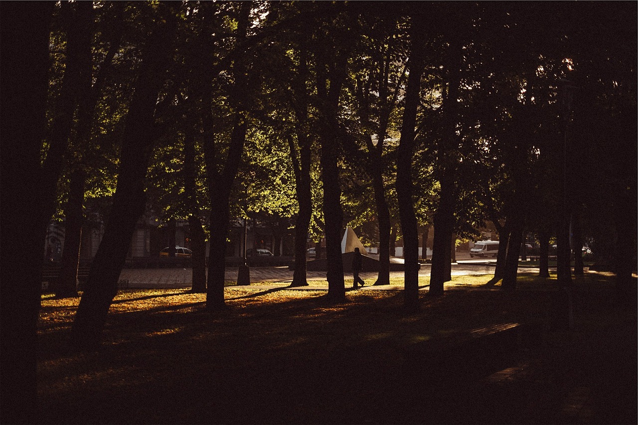 trees park urban free photo