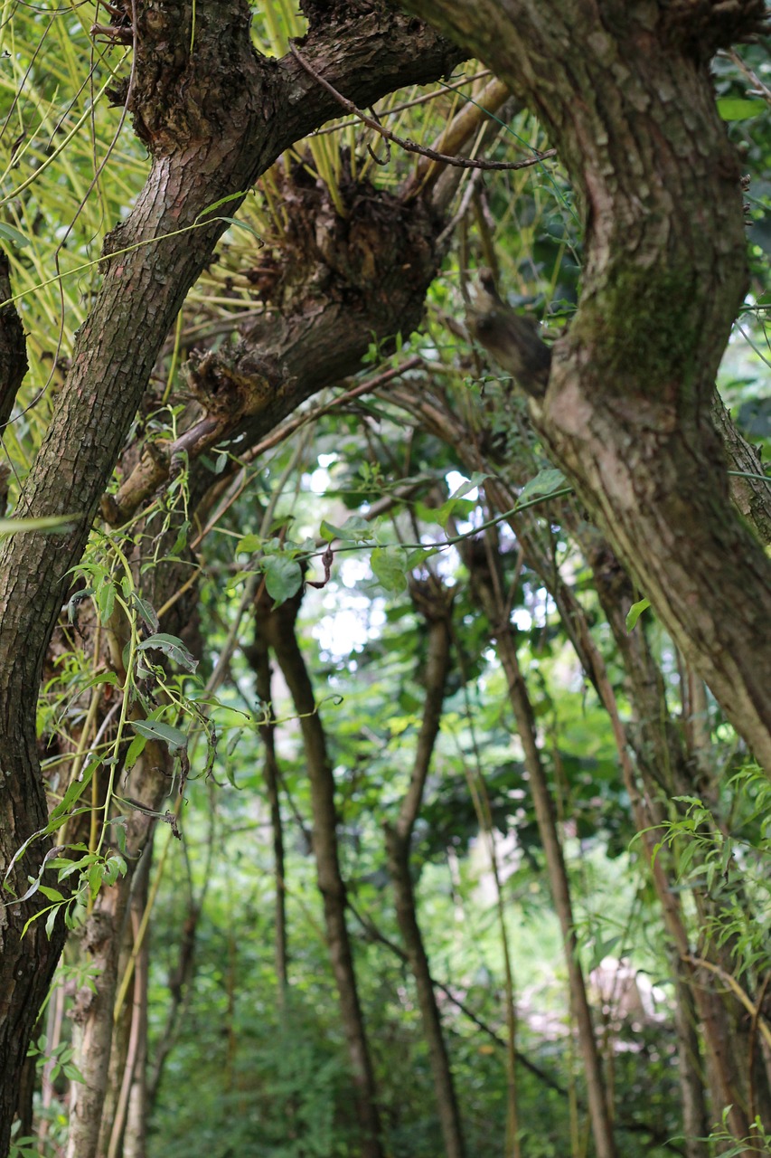 trees arc vista free photo