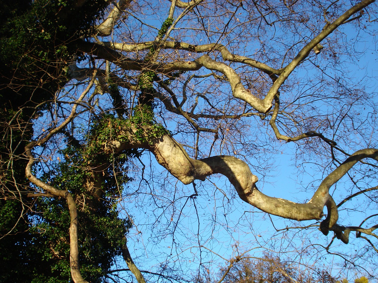 trees branches nature free photo