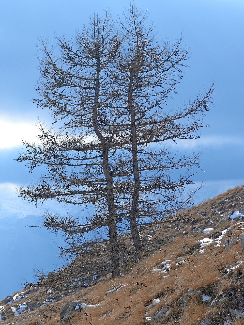 trees larch nature free photo