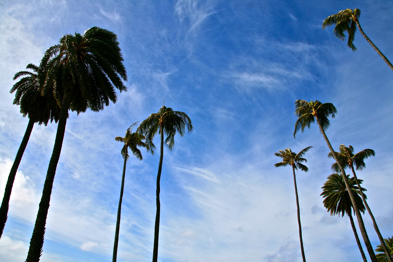 trees palm tropical free photo