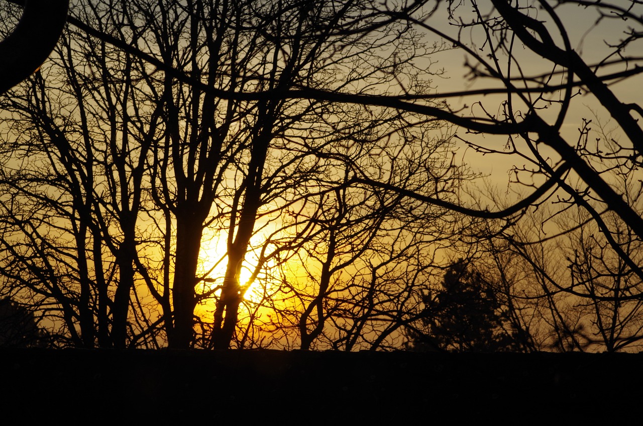 trees branches aesthetic free photo