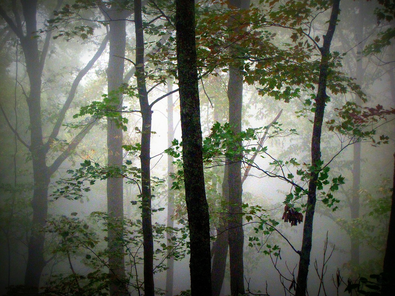 trees morning fog free photo