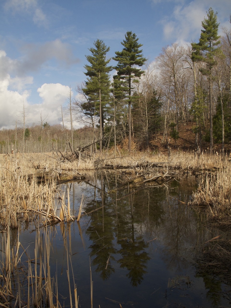 trees water outside free photo