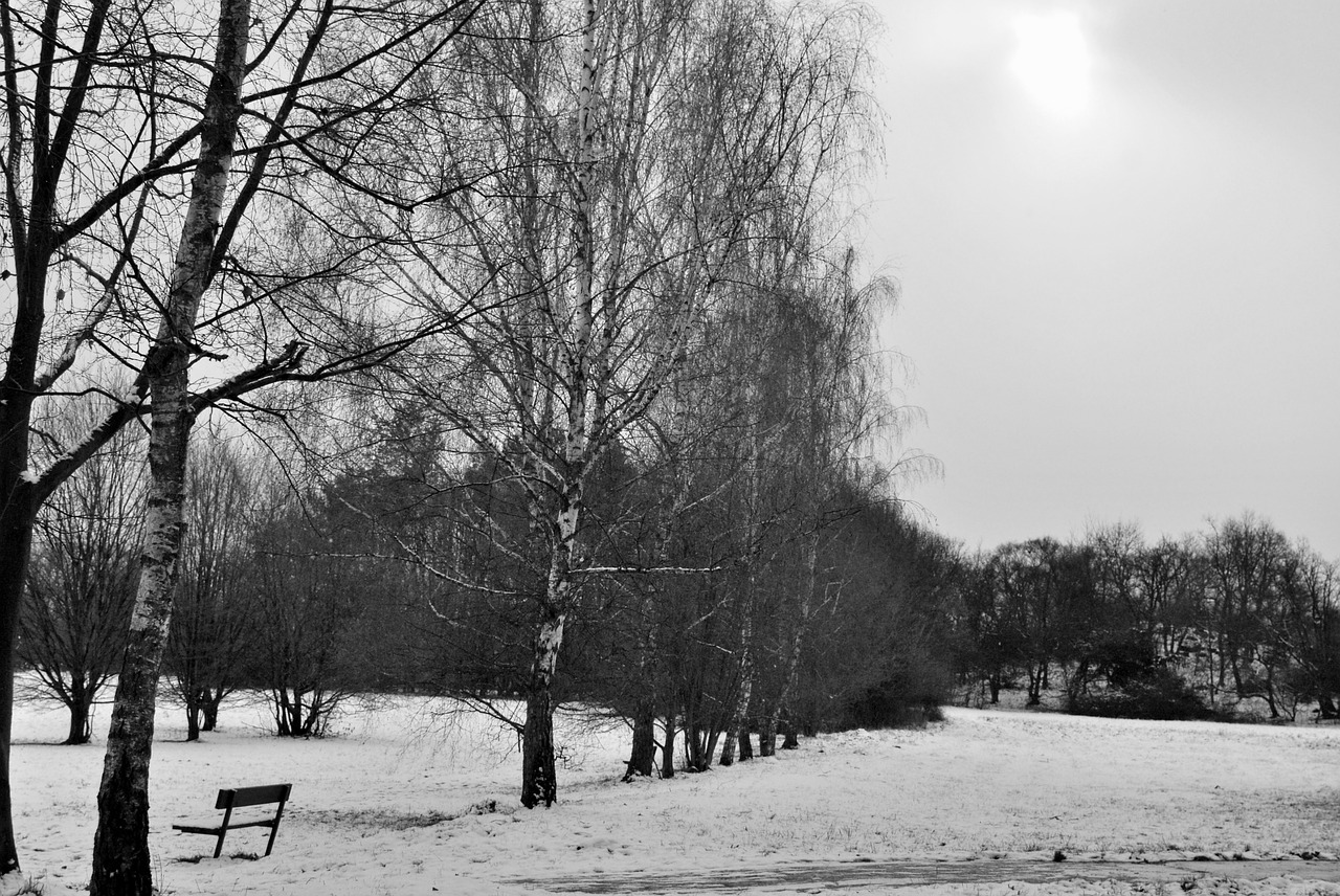 trees snow winter free photo