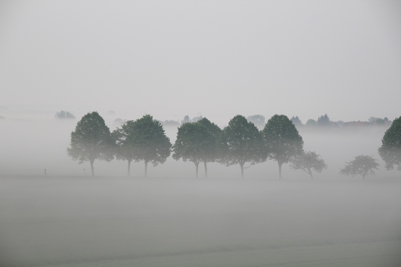 trees fog landscape free photo