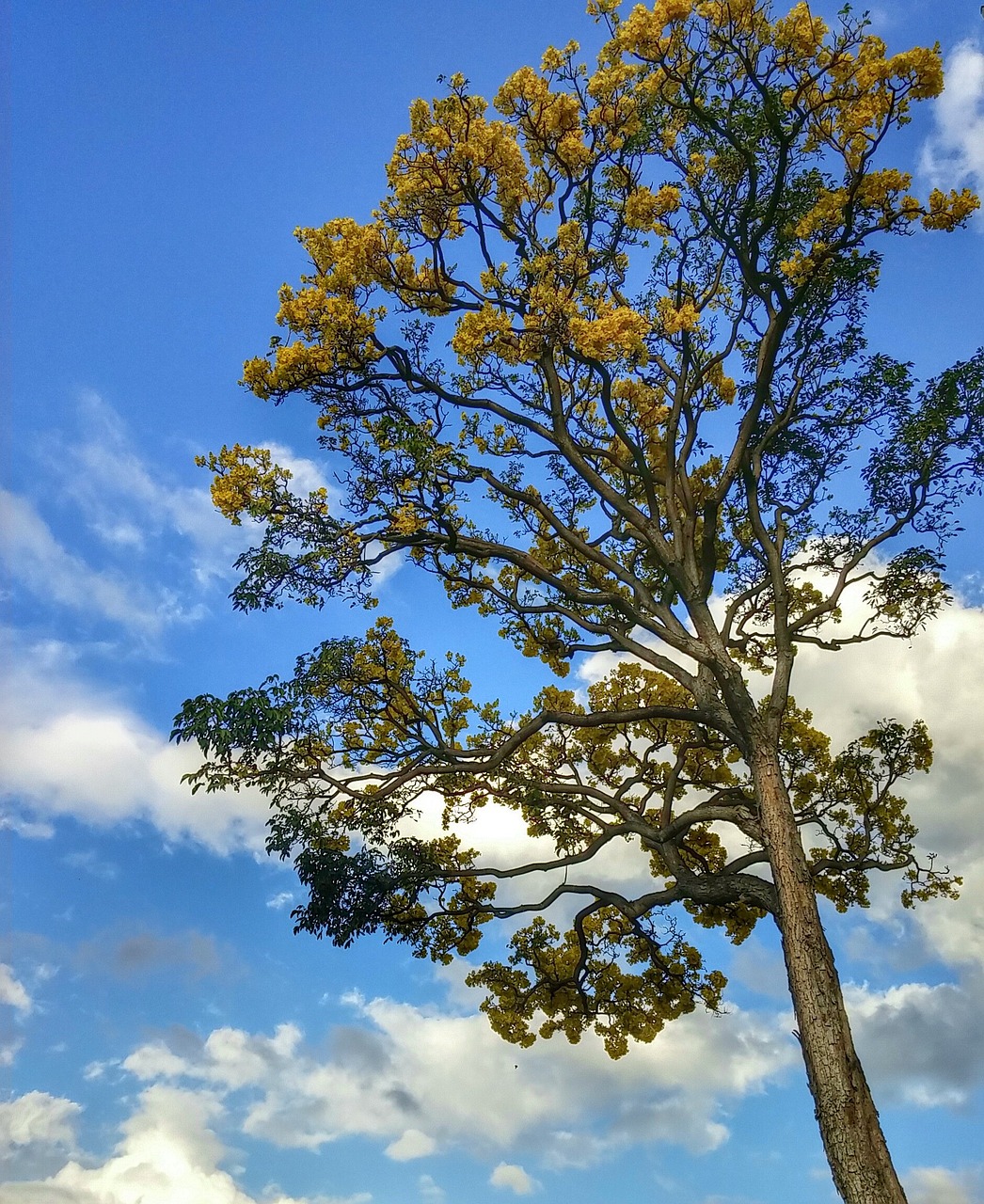 trees nature scenery free photo