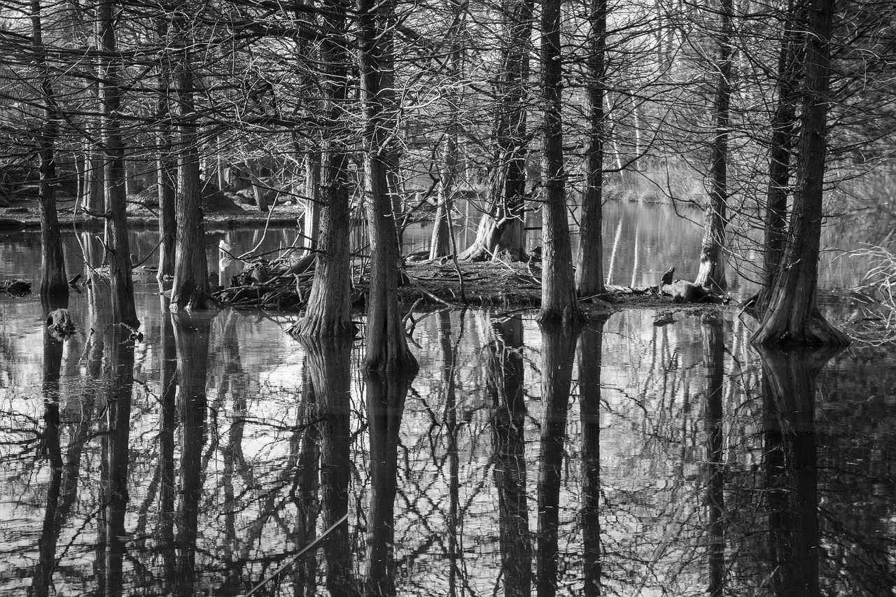 trees reflection water free photo