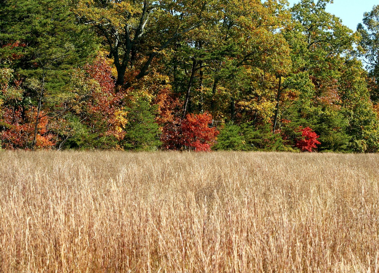 trees autumn fall free photo