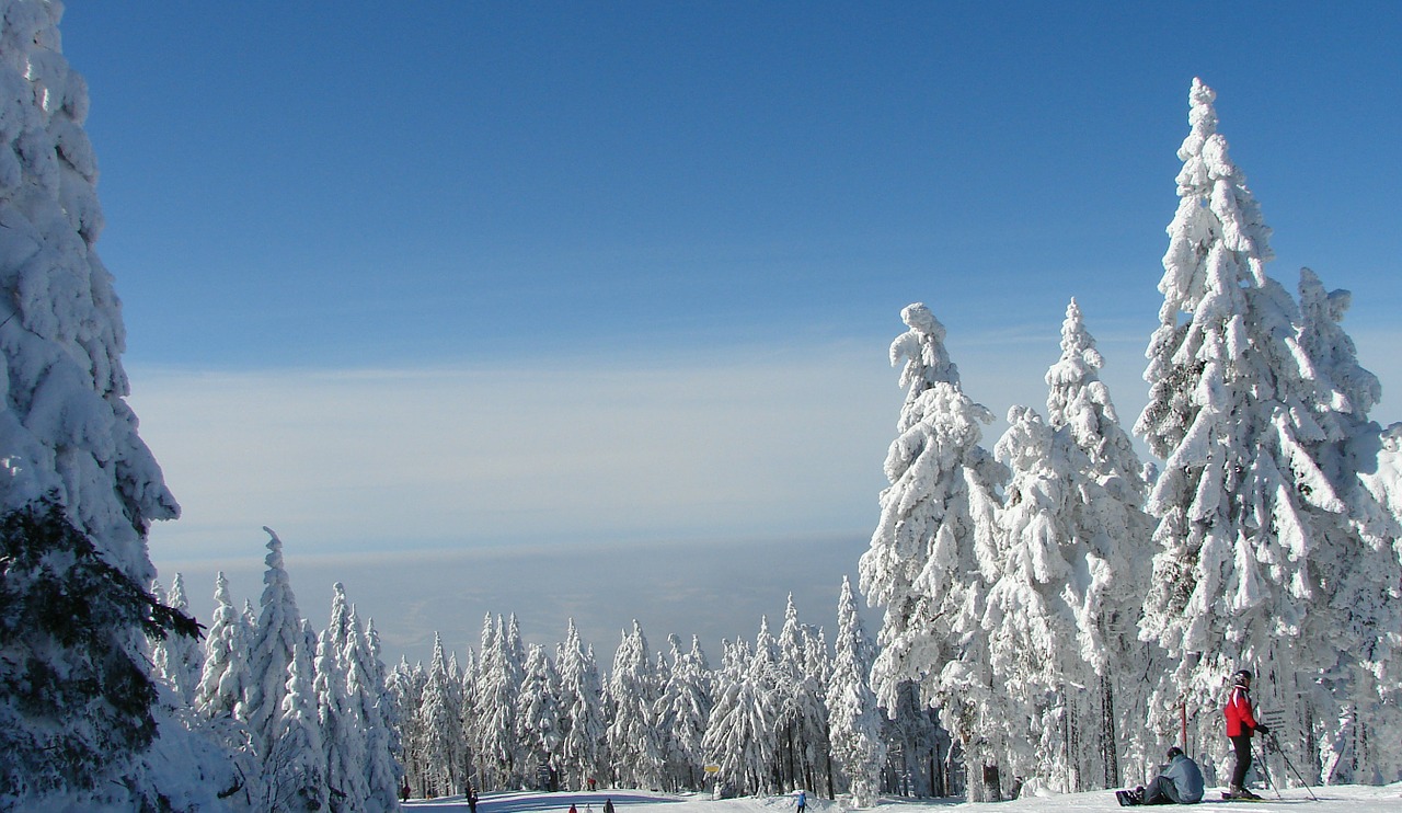 trees snow tree free photo