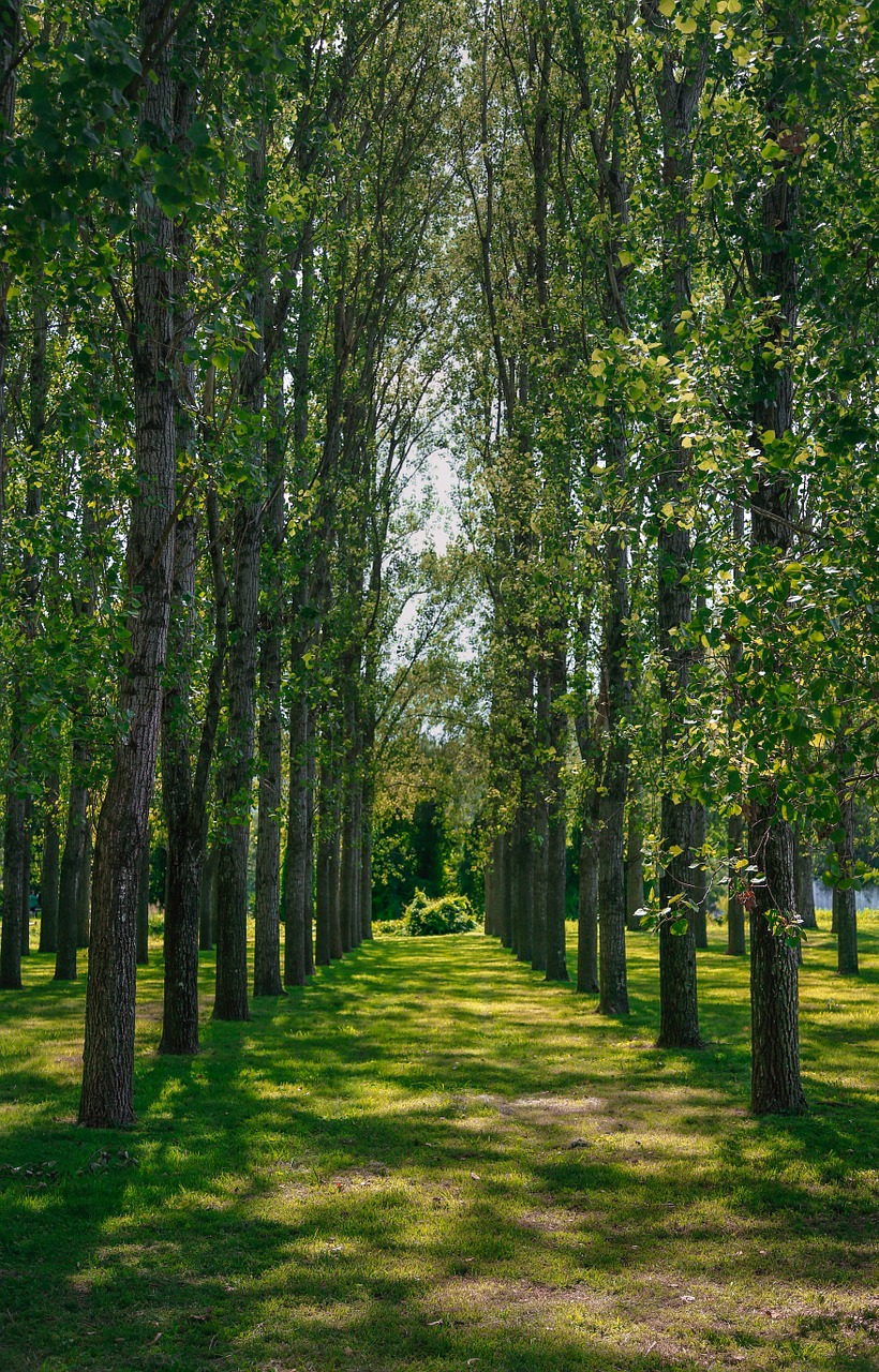 trees lines green free photo