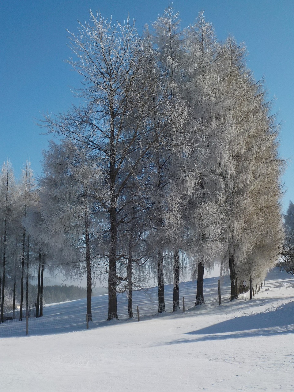 trees avenue wintry free photo