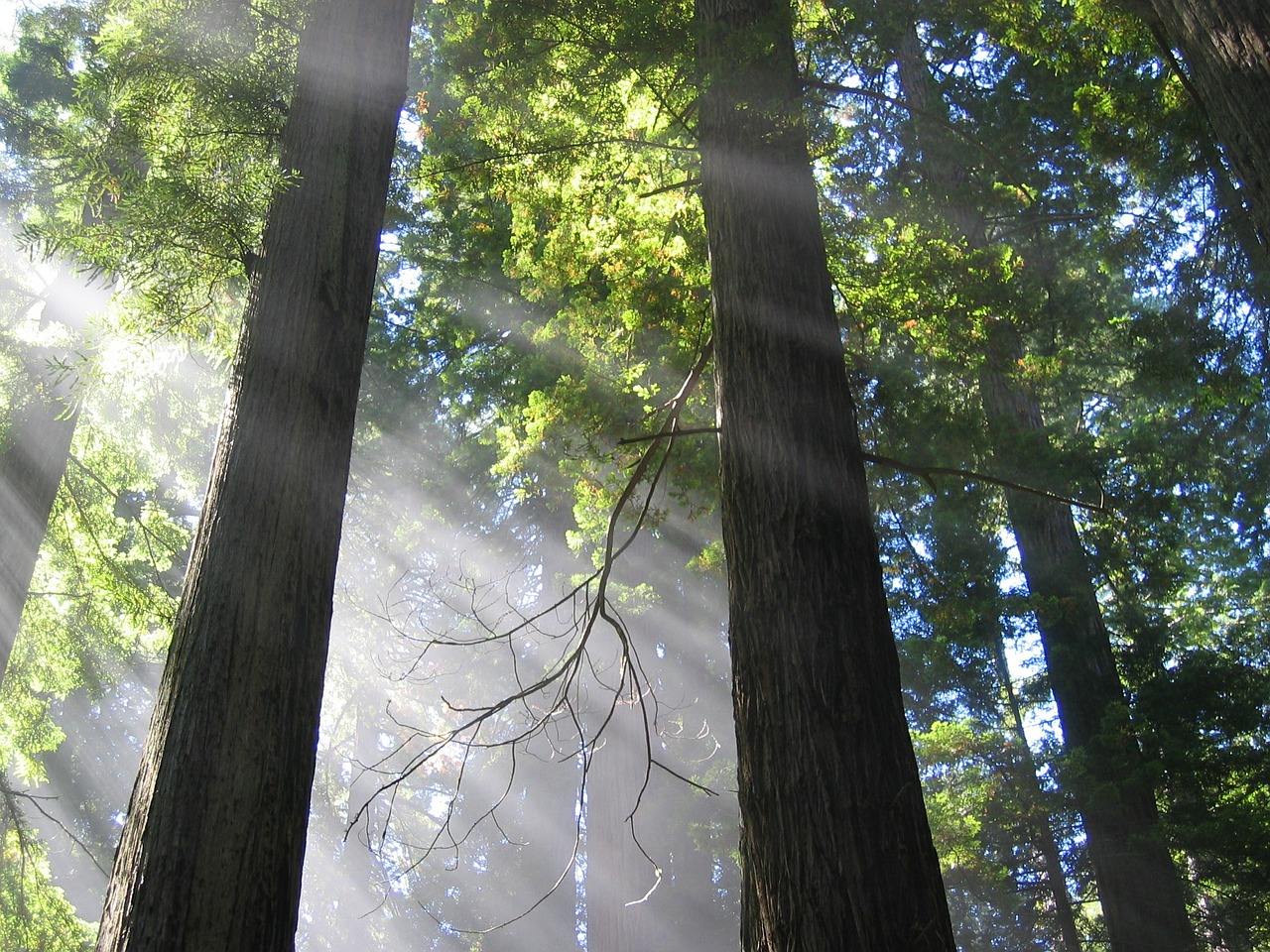 trees mystical atmospheric free photo