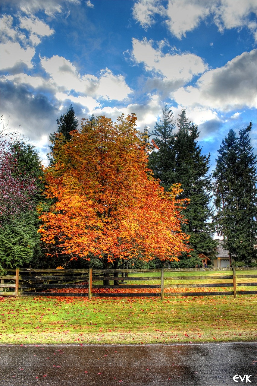 trees blue sky nature free photo