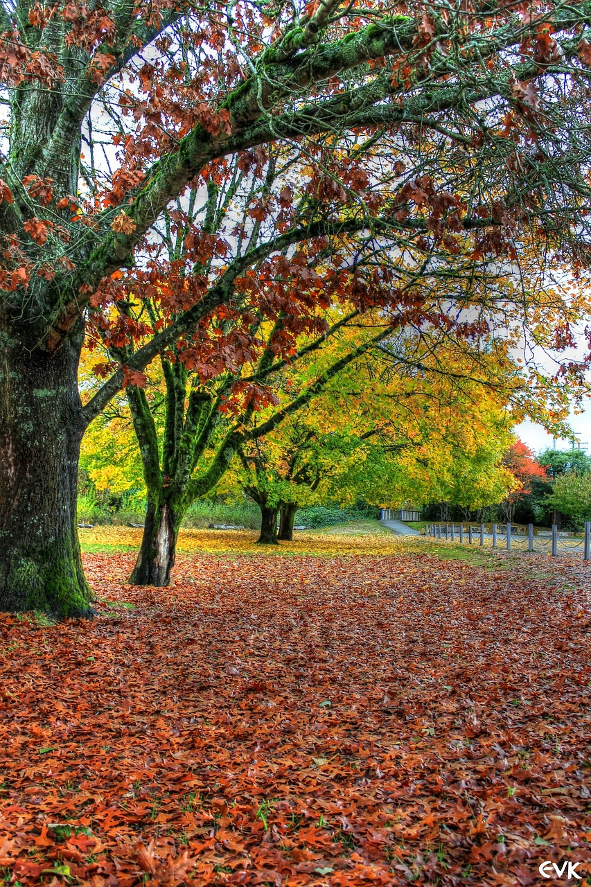 trees leaves autumn free photo