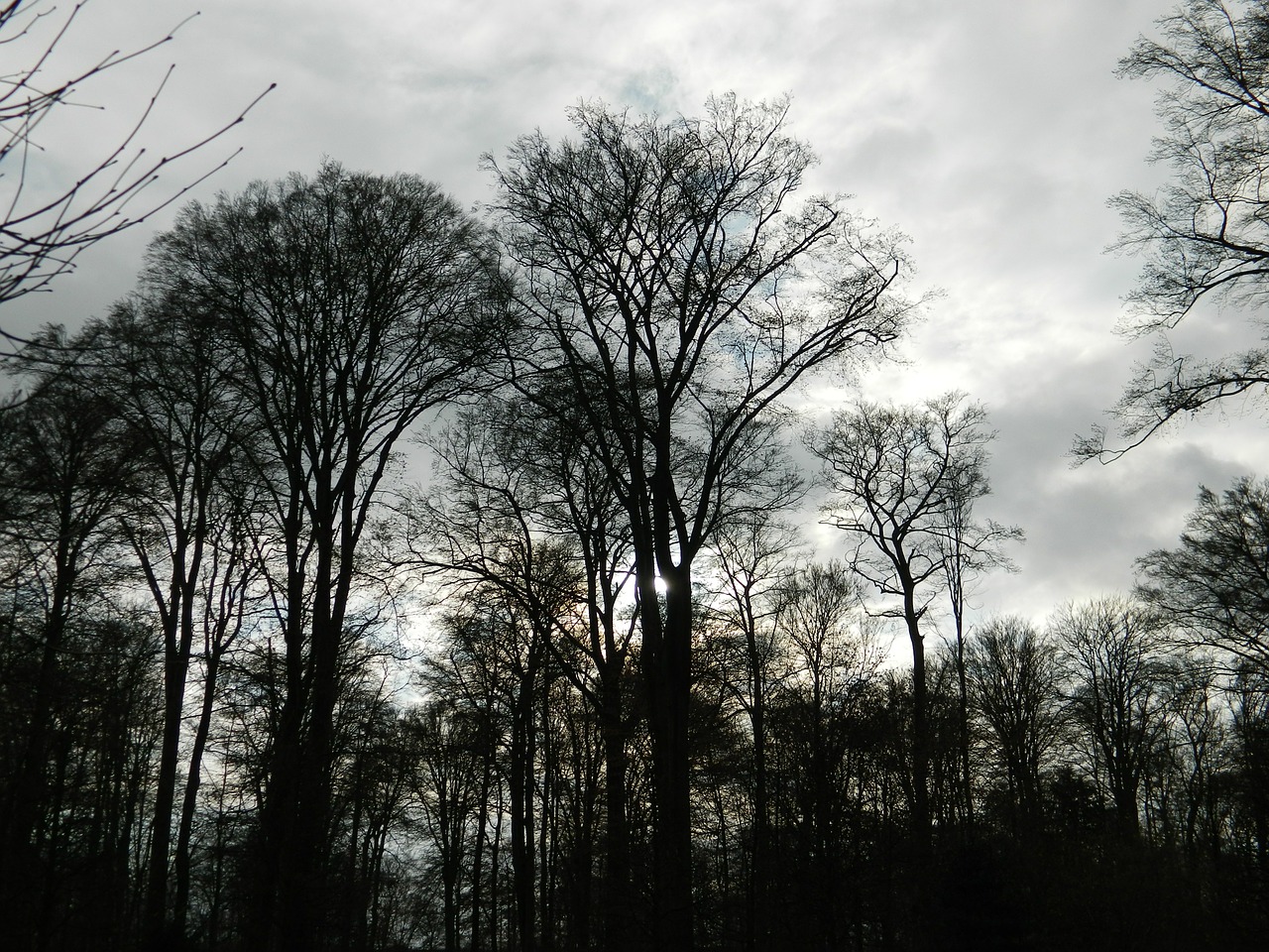 trees thunderstorm twilight free photo