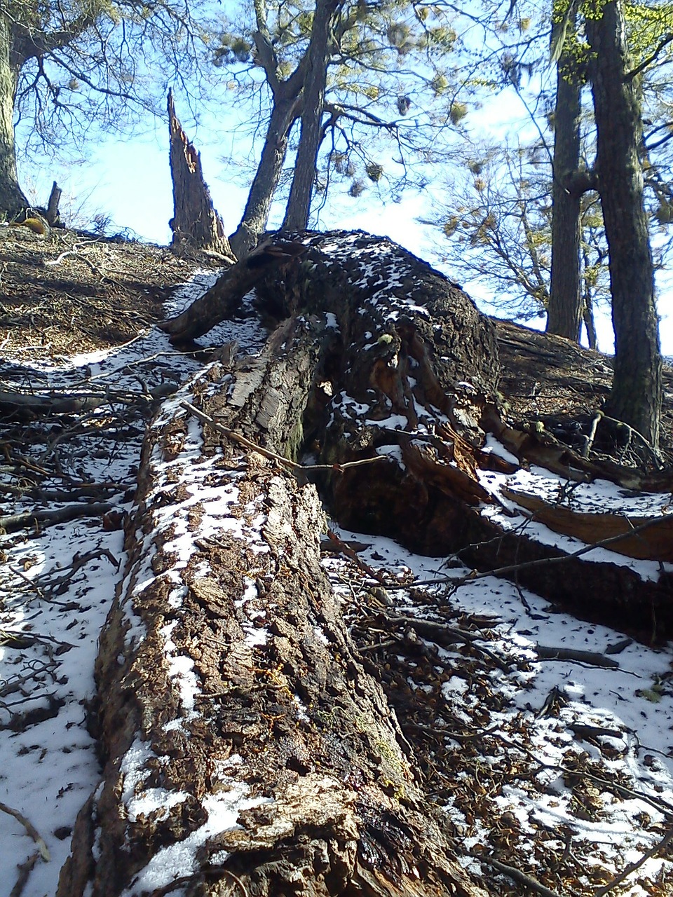 trees fallen mountain free photo