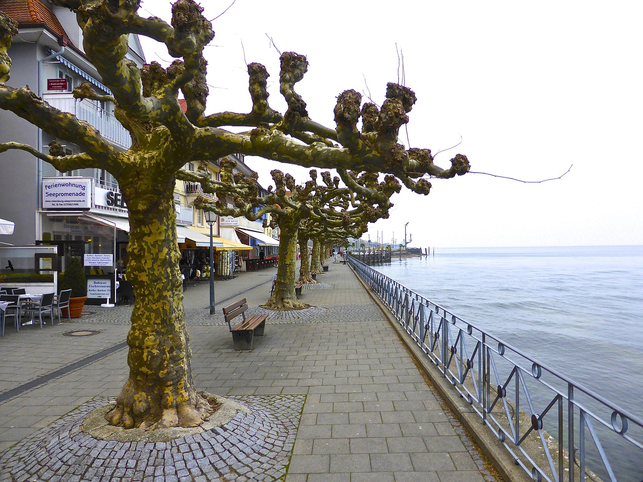 trees seaside colonnade free photo