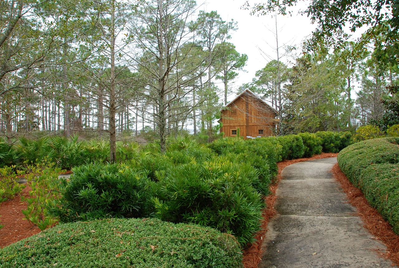 trees nature pathway free photo