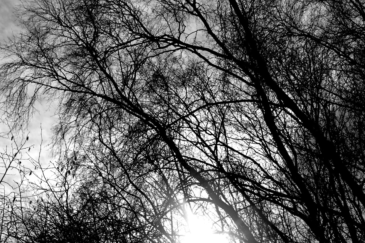 trees winter black white free photo