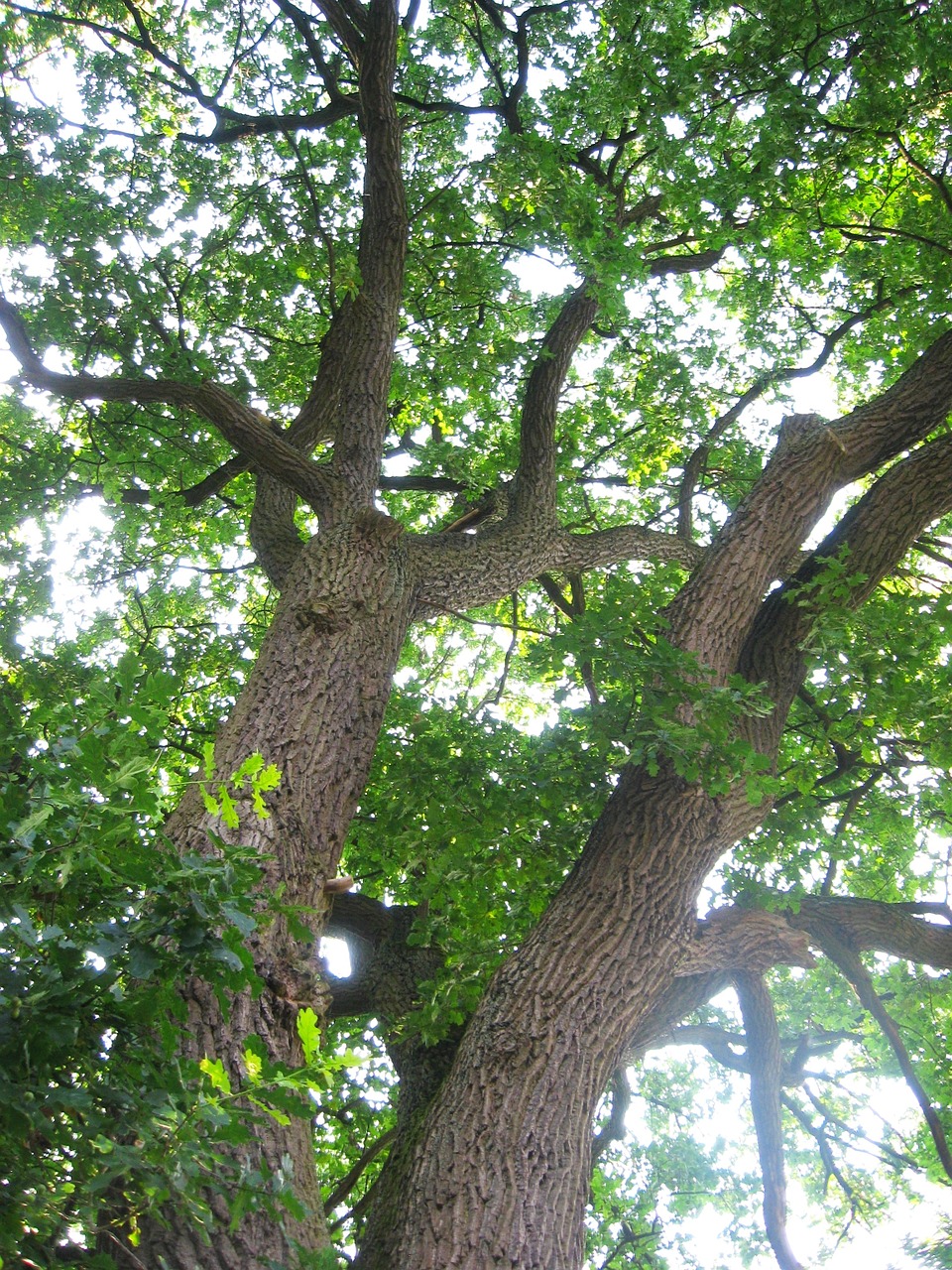 trees shrubs leaves branches nature free photo