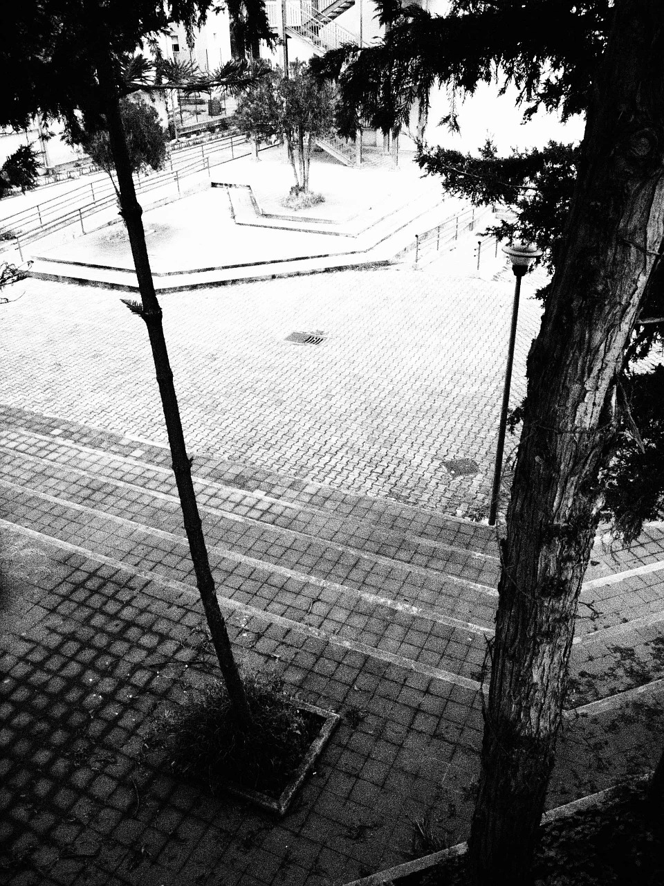 trees school courtyard free photo