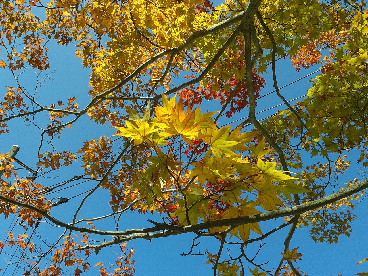 trees natural maple free photo