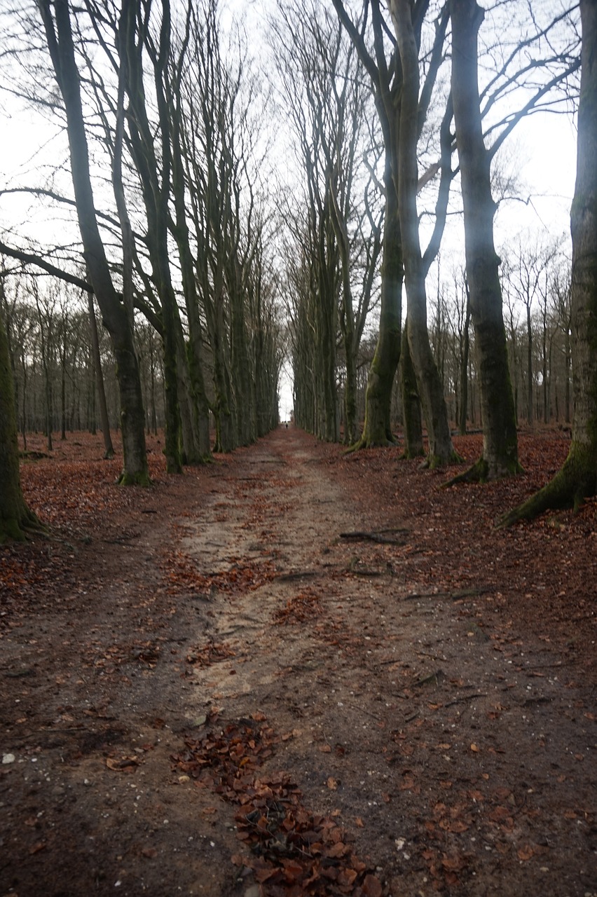 trees path forest path free photo