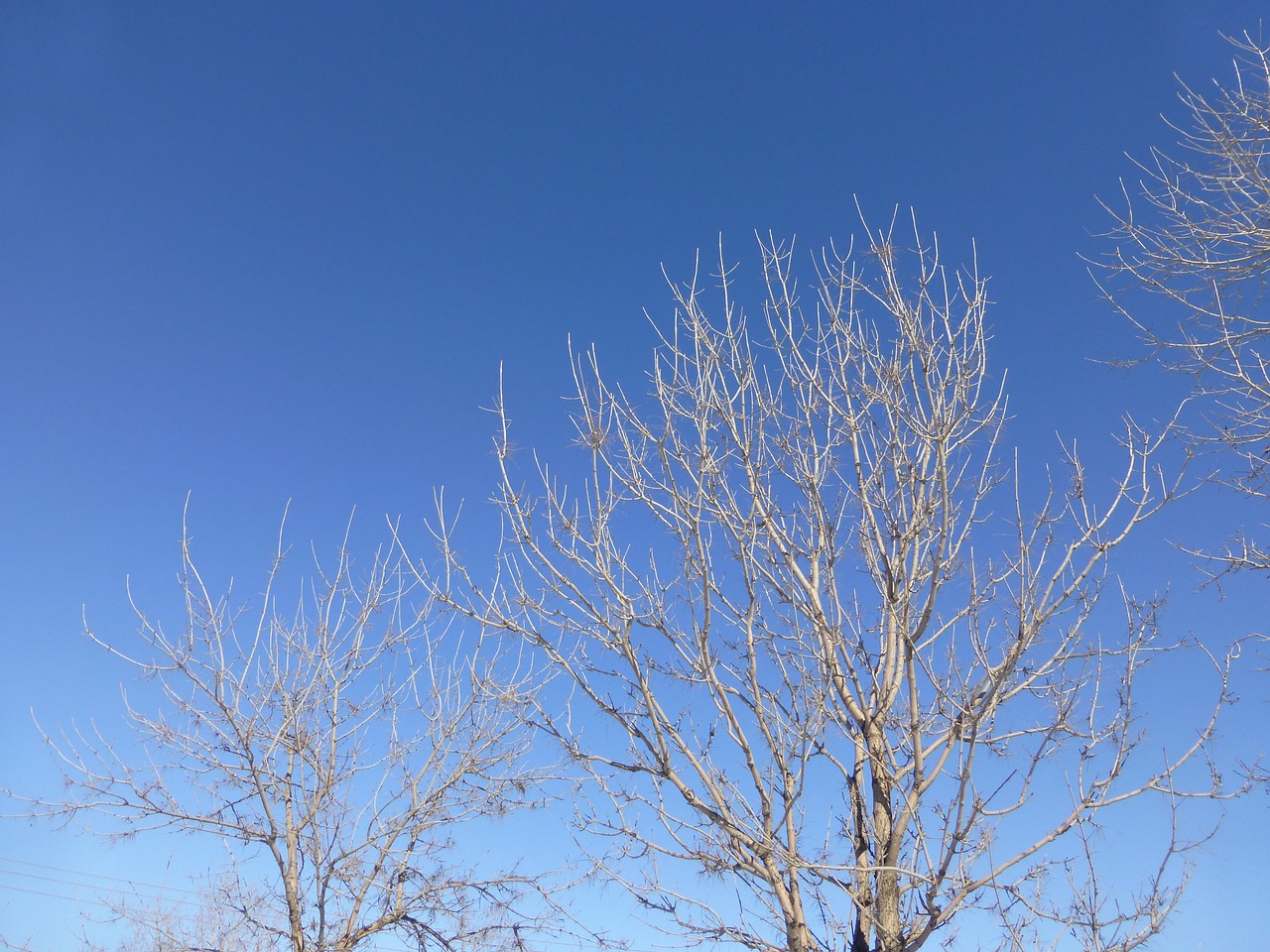 trees branches bright day free photo