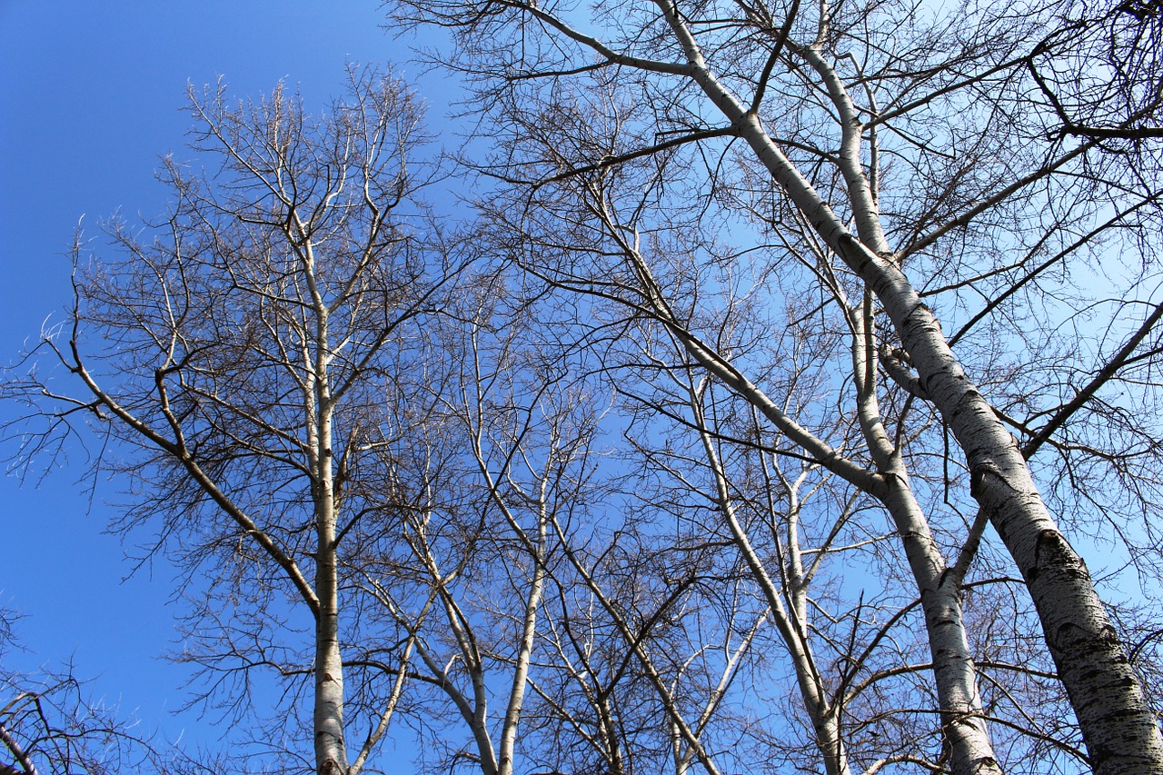 trees birch white free photo