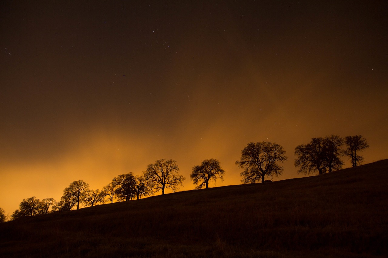 trees silhouette night free photo