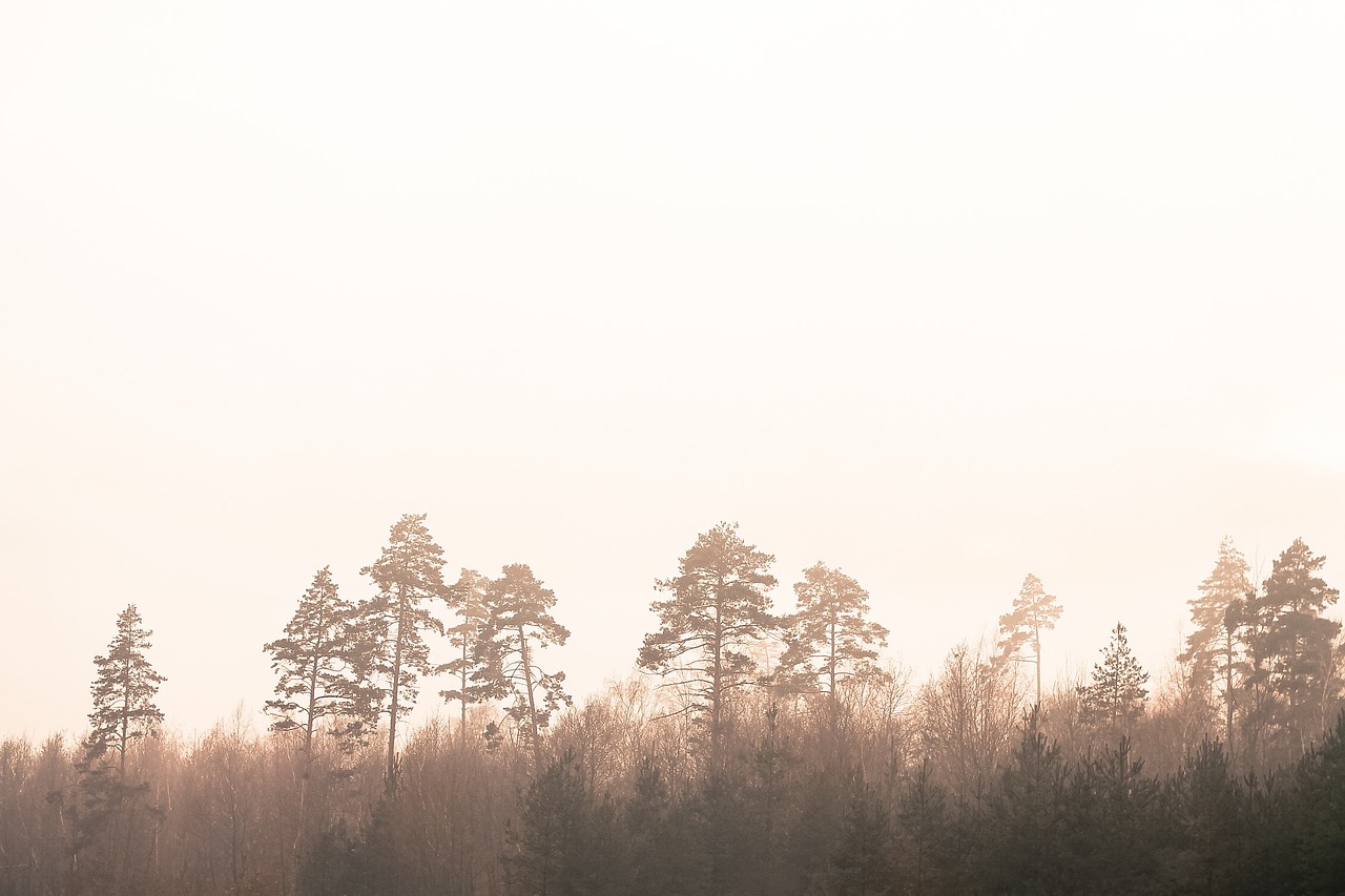 trees nature fog free photo