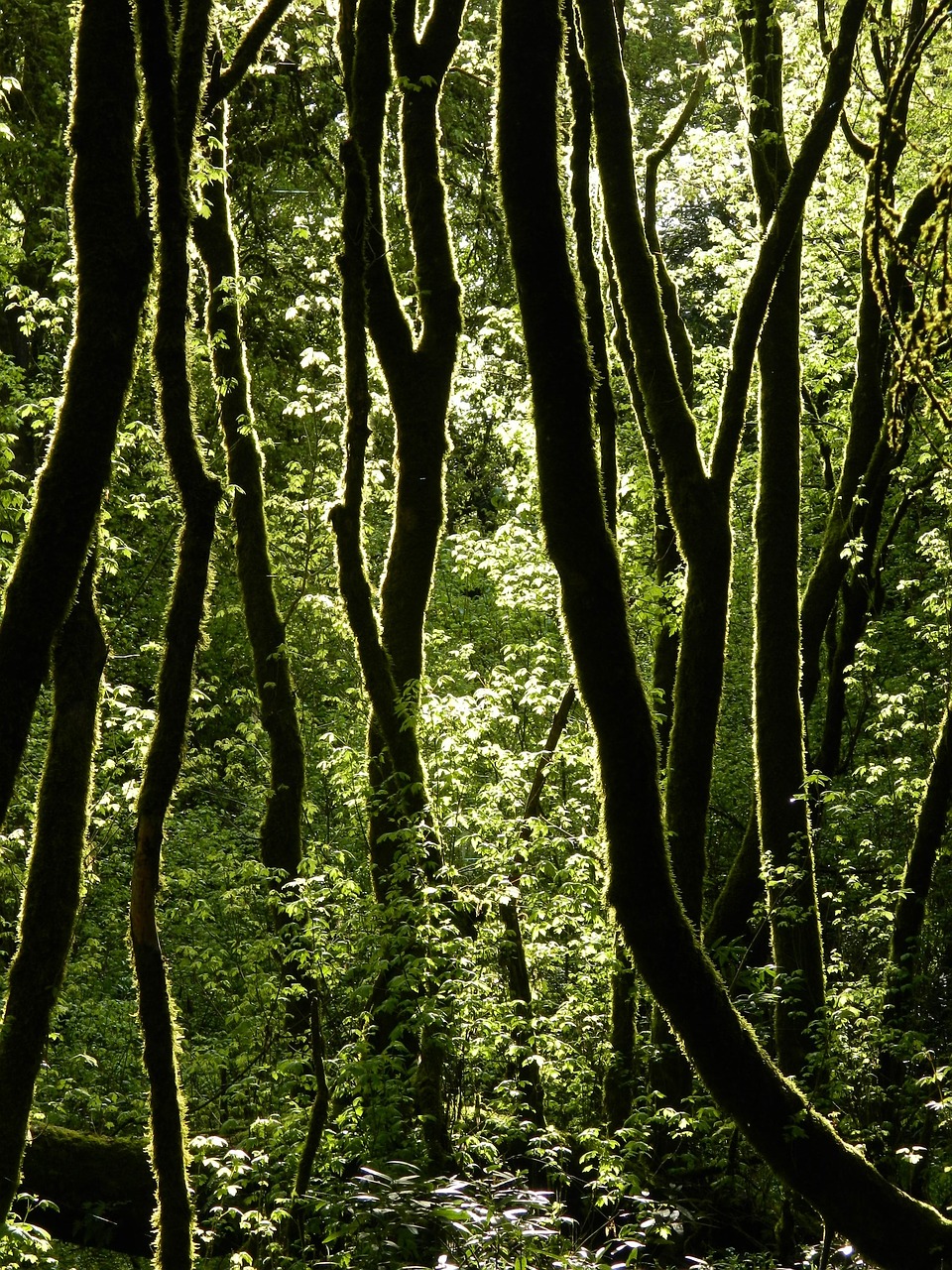 trees forest green free photo