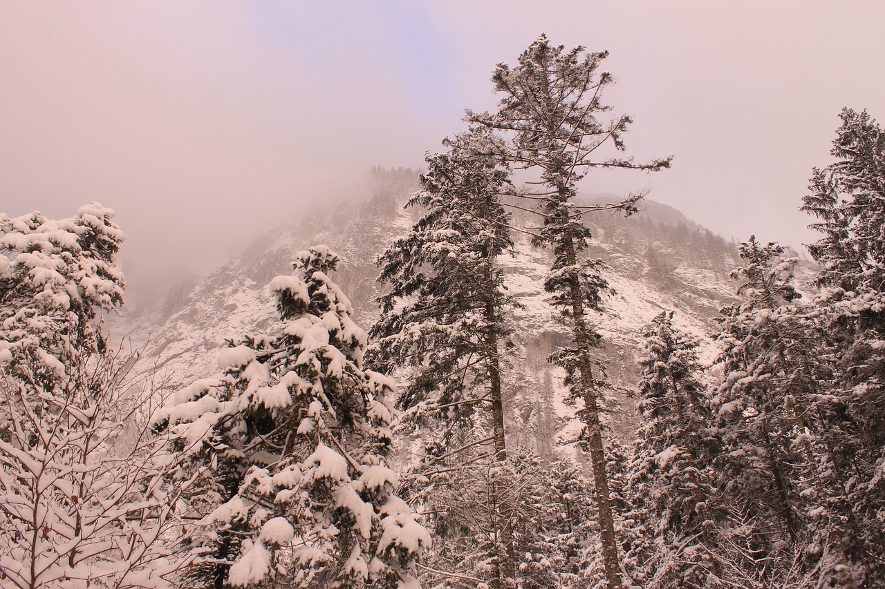 trees forest winter free photo