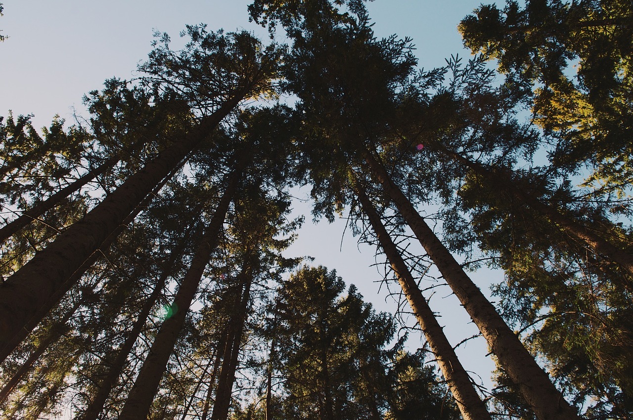 trees perspective forest free photo