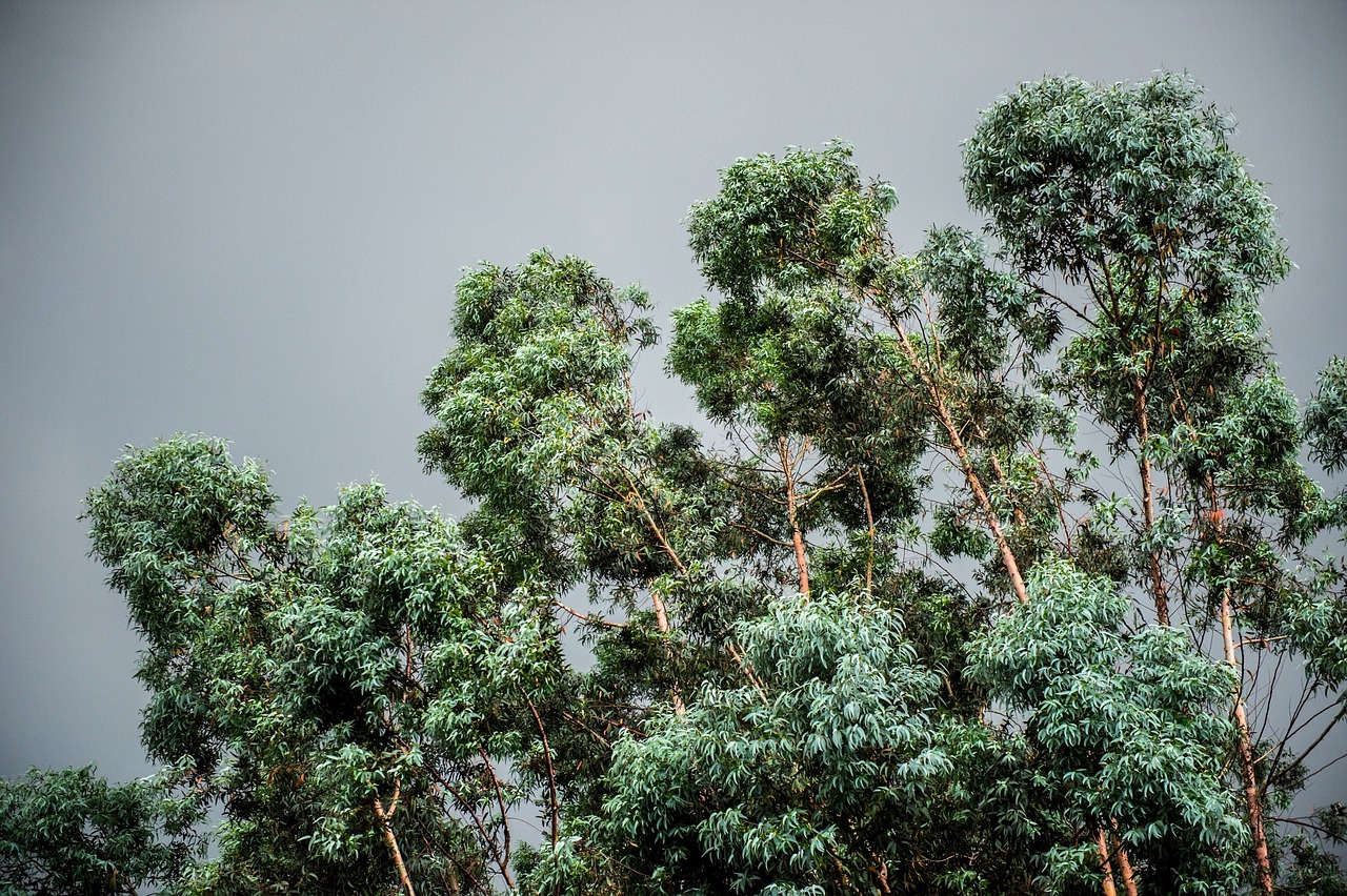 trees green leaves free photo