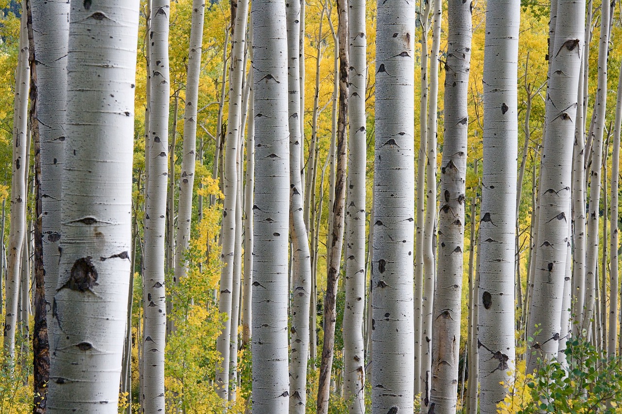 trees birch white free photo