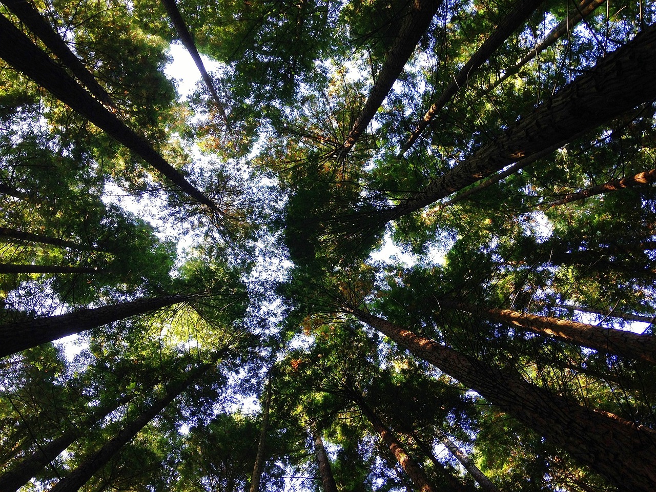 trees perspective branches free photo