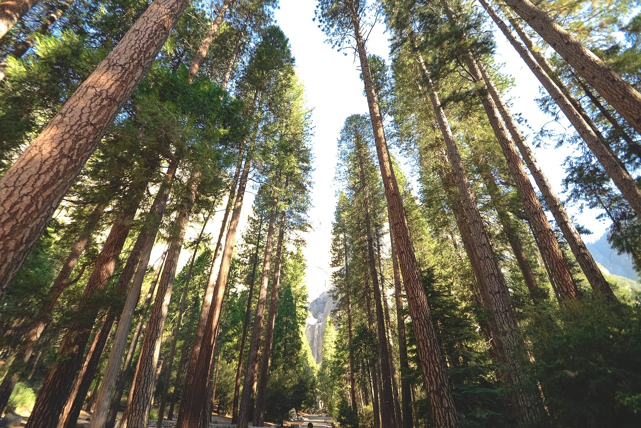 trees tree trunks nature free photo