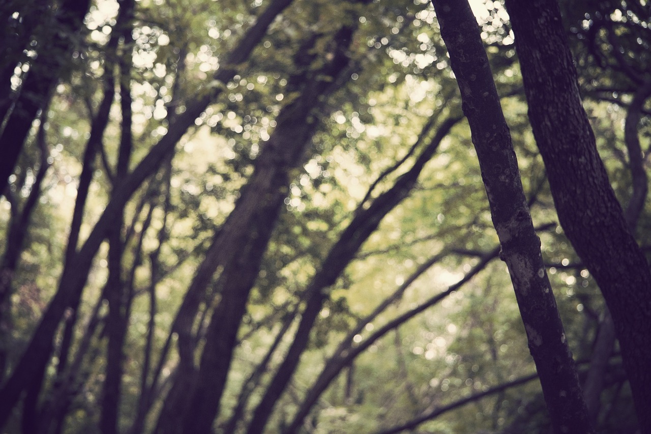 trees branches woods free photo