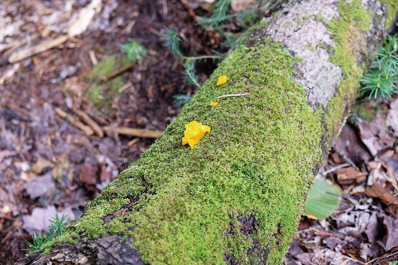 trees moss forest free photo