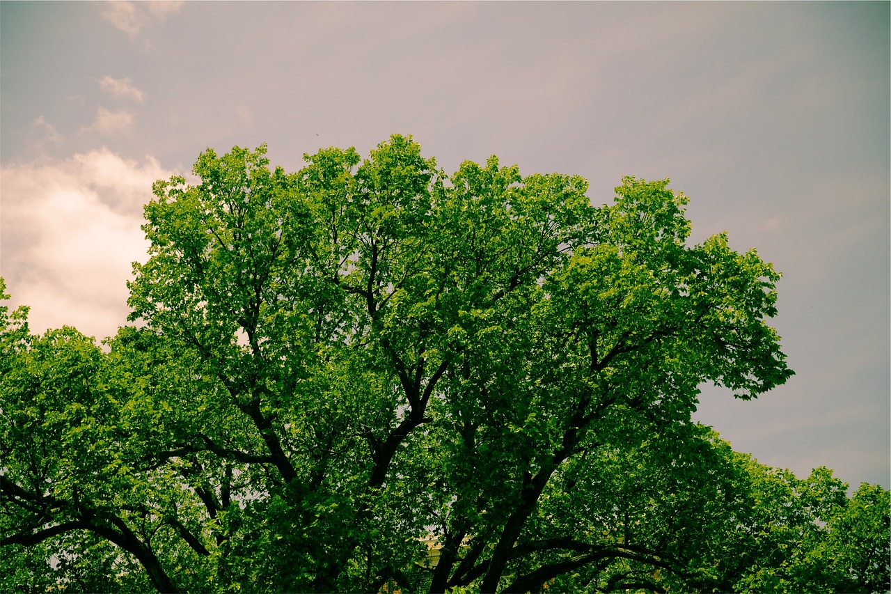 trees green leaves free photo