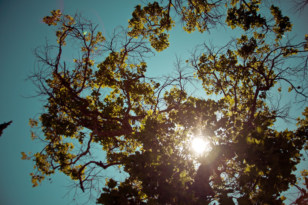 trees sunshine sky free photo