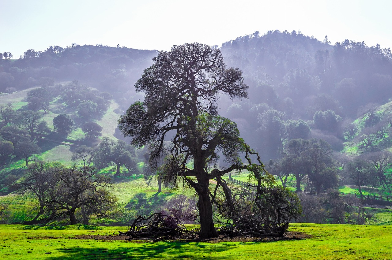 trees green grass free photo