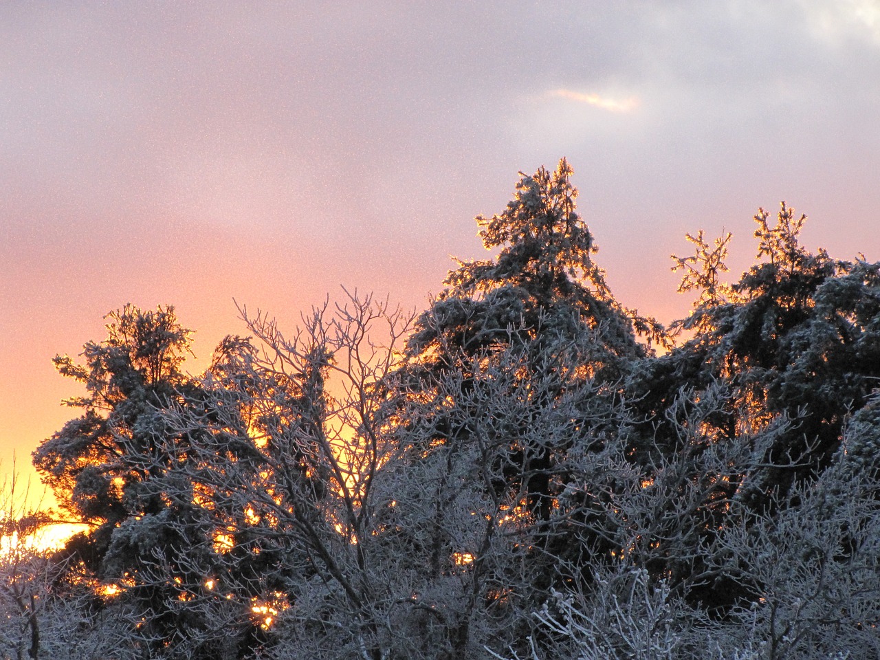 trees snow branches free photo