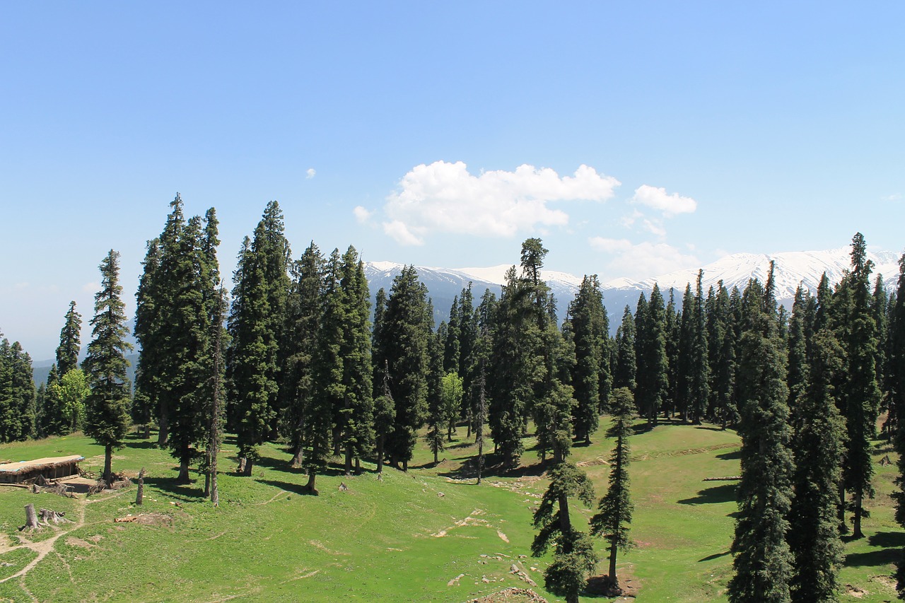 trees evergreens coniferous free photo